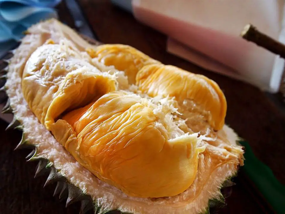 Kuning durian isi MENGENALI JENIS