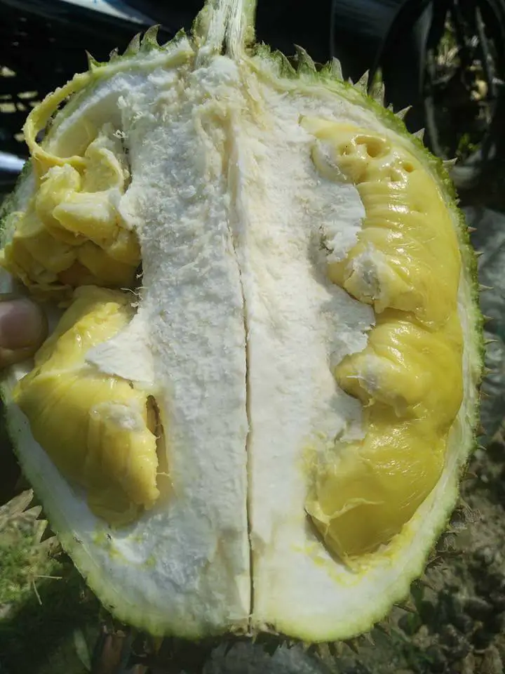 jenis durian - d99