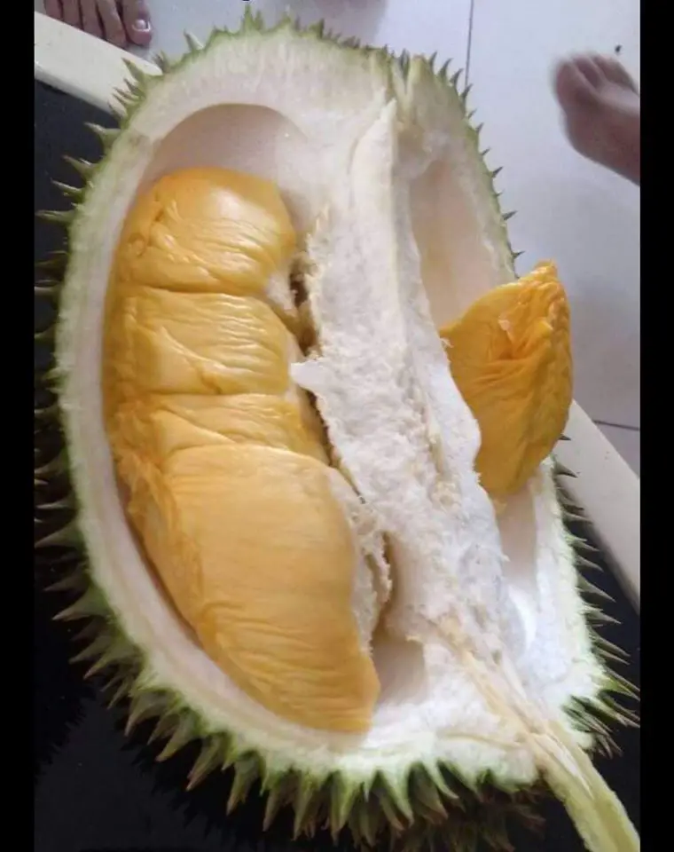 jenis durian d168