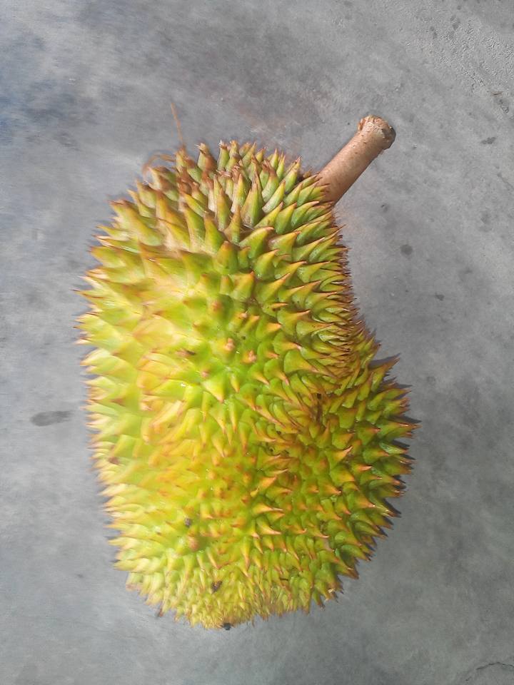12 Jenis Durian Kena Cuba Puas Hati Saji My