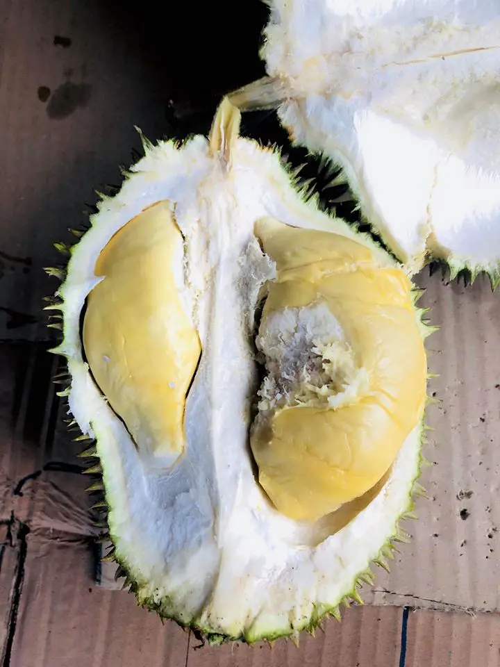 jenis durian d24